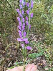 Comesperma