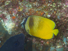 Chaetodon kleinii