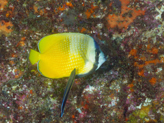 Chaetodon kleinii