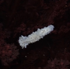 Aegires albopunctatus