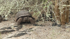 Chelonoidis niger