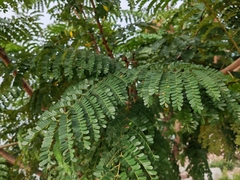 Phyllanthus emblica