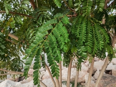 Phyllanthus emblica