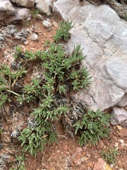Phlox pulvinata