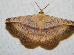 Hypopyra capensis