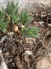 Phlox pulvinata