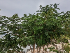Phyllanthus emblica