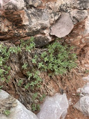 Phlox pulvinata
