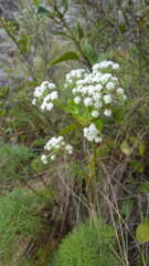 Anisotome cauticola