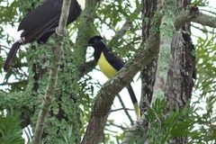 Cyanocorax chrysops