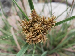 Cyperus javanicus