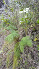 Anisotome cauticola