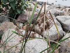 Cyperus javanicus