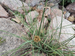 Cyperus javanicus