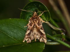 Callopistria exotica