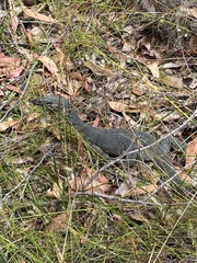 Varanus rosenbergi
