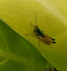Caryanda spuria