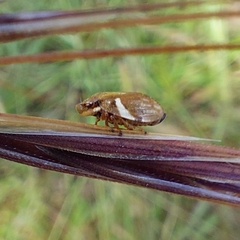 Bathyllus albicinctus
