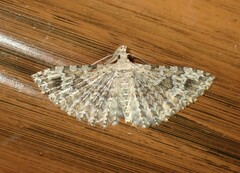 Alucita adriendenisi