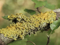 Xanthoria