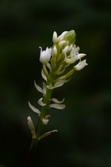 Govenia alba