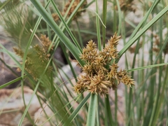 Cyperus javanicus
