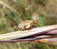 Bathyllus albicinctus