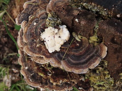 Trametes versicolor