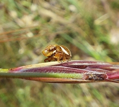 Bathyllus albicinctus