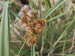 Cyperus javanicus