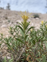 Ericameria zionis
