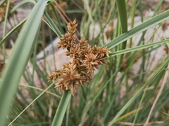 Cyperus javanicus