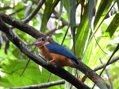 Pelargopsis capensis