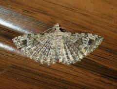 Alucita adriendenisi