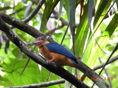 Pelargopsis capensis