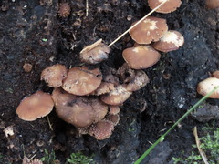 Psathyrella echinata