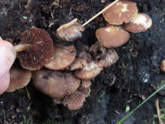 Psathyrella echinata