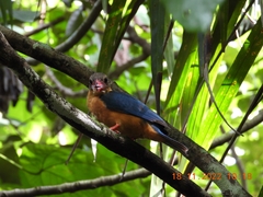 Pelargopsis capensis