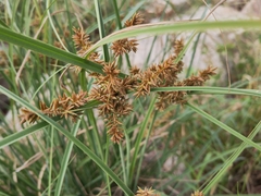 Cyperus javanicus