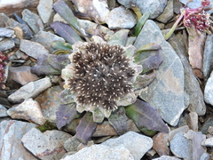 Saussurea gnaphalodes