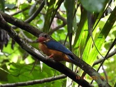 Pelargopsis capensis