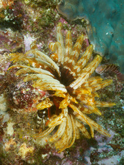 Cirrhitichthys aprinus