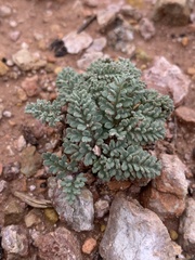 Cymopterus minimus