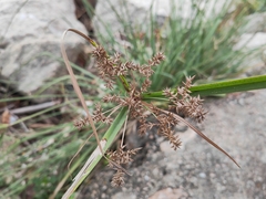 Cyperus javanicus