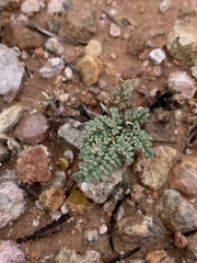 Cymopterus minimus