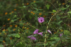 Ipomoea trifida