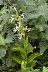 Habenaria macroceratitis