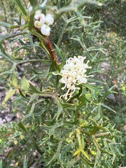 Grevillea trifida