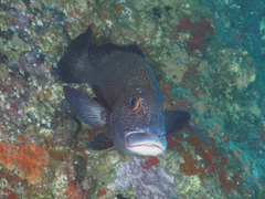 Plectorhinchus pica