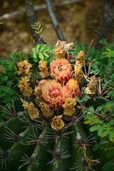 Ferocactus townsendianus
